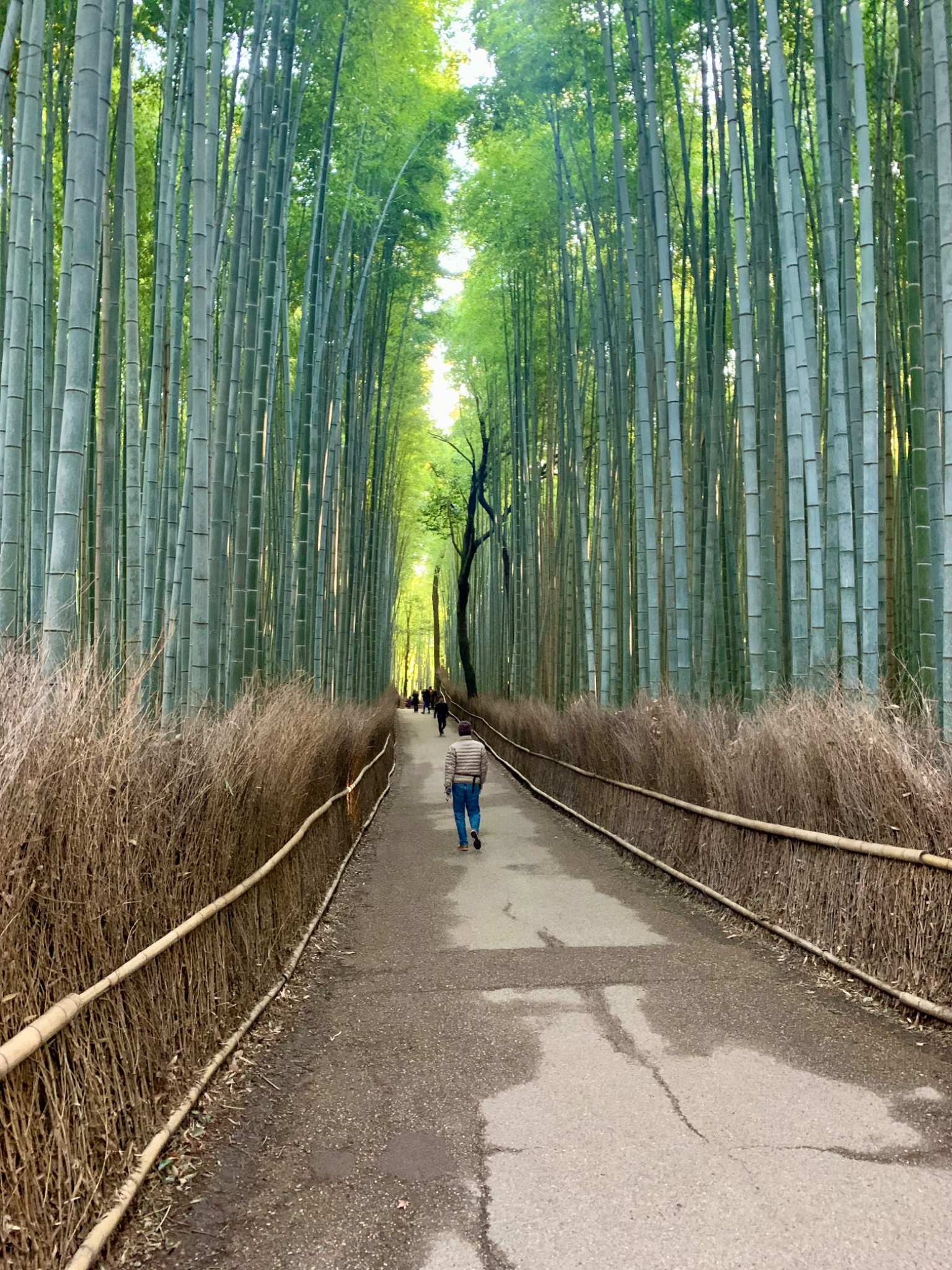 Bamboo Forest path